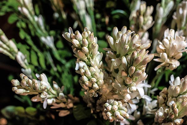 Fleurs de Tubéreuse