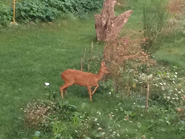 la-nourriture-avec-des-produits-sain-et-informe Culture de plantes Bio dans mon jardin guérisseur