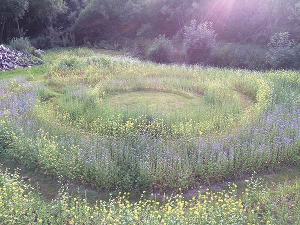 l'apotheose-du-jardin-holistique Mon jardin holistique en Bretagne à Ploemel dans le Morbihan